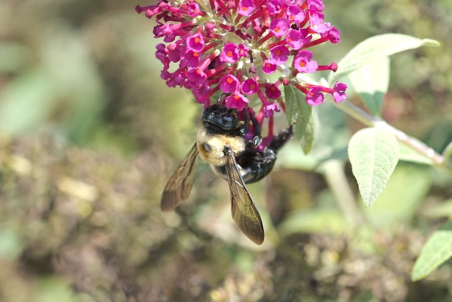 Bee pollinating