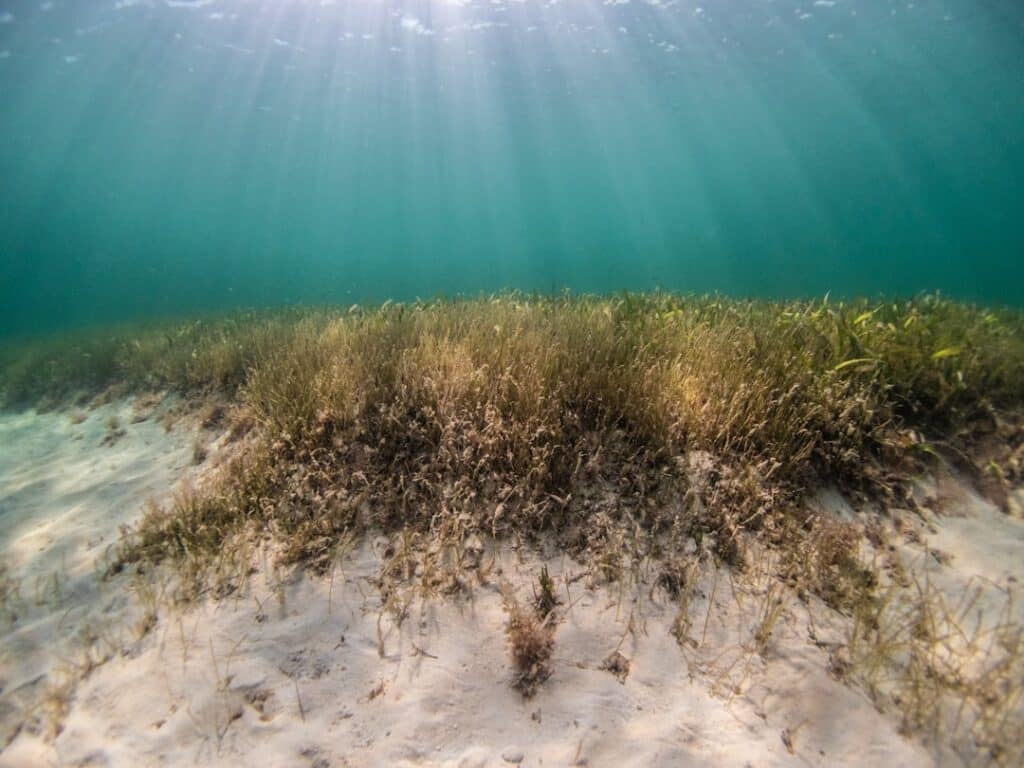 Photo Marine Conservation