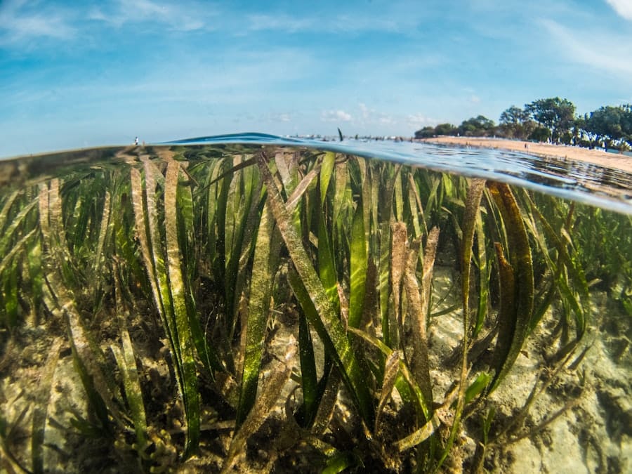 Photo Marine Conservation