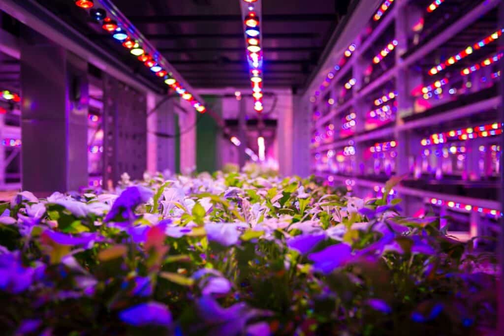 Photo Urban garden