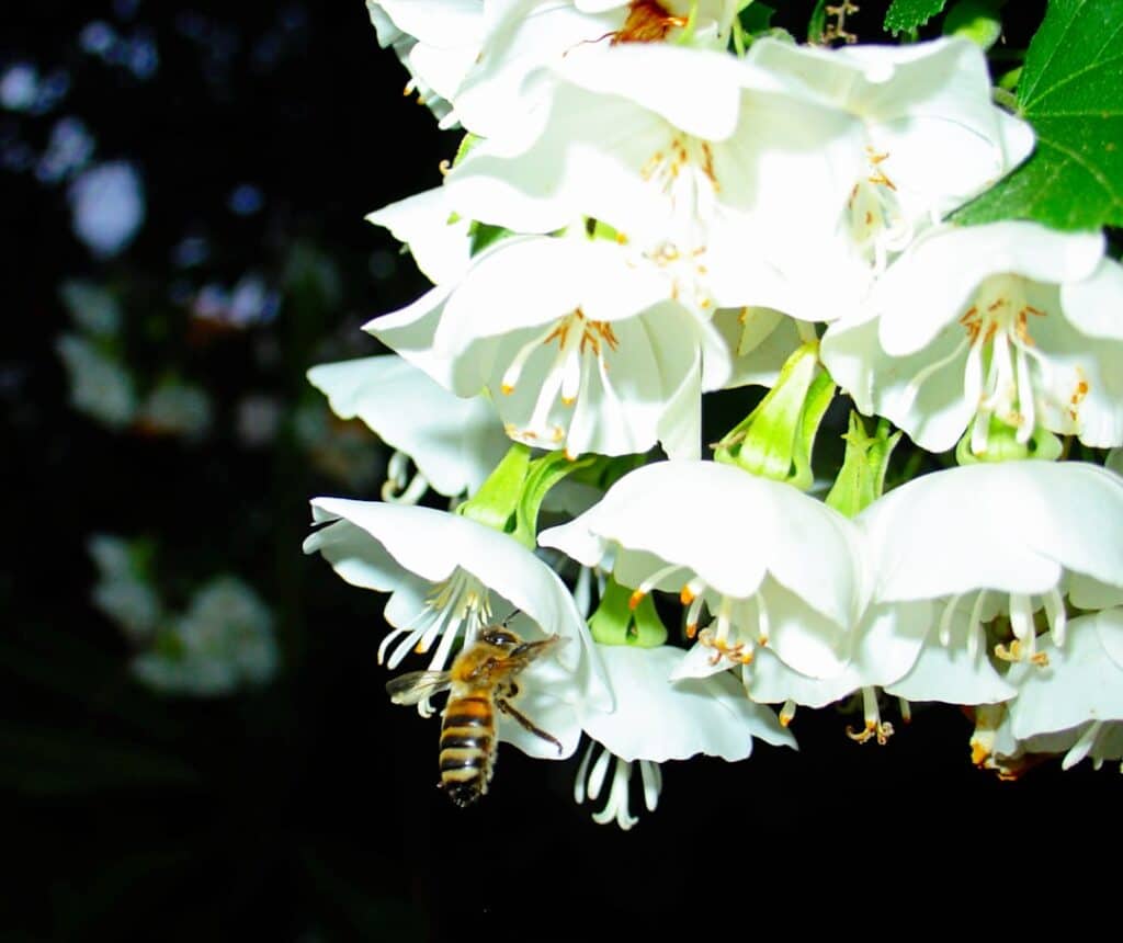 Photo Bee pollinating