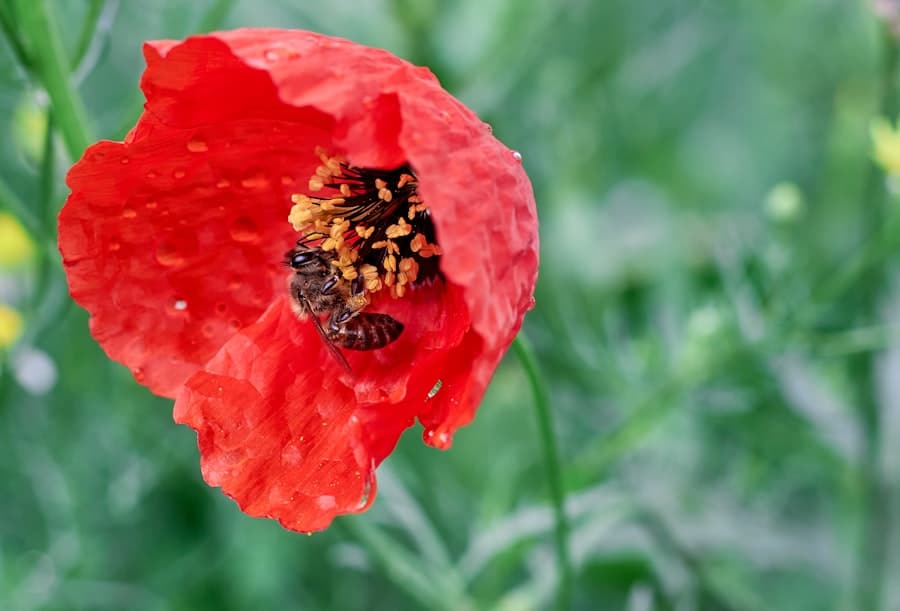 Photo Bee pollinating